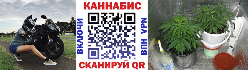 МАРИХУАНА планчик  Цимлянск 